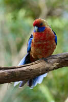 Crimson Rosella on a branch 