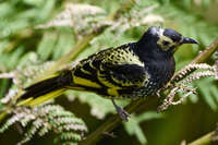 Regent Honeyeater on branch 