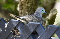 Peaceful Dove on wooden fence 