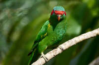 Musk Lorikeet on a branch 