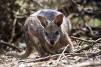 Close-Up of a Tammar Wallaby 