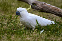 Sulphur-crested Cockatoo on Grass 