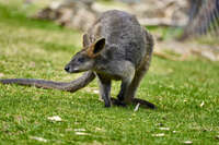 Tammar Wallaby Grazing on Grass 