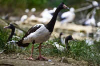 Magpie Goose at Cleland Wildlife Park 