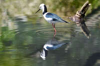 Pied Stilt Reflection in Water 