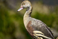 Side Profile of Plumed Whistling Duck 