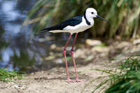 Black-winged Stilt by the Water 