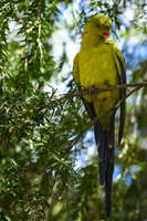 Regent Parrot on a Branch 