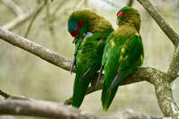 Musk Lorikeets Preening on Branch 