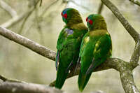 Pair of Musk Lorikeets Perched 