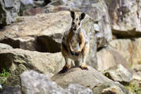 Rock Wallaby on Rocky Terrain 