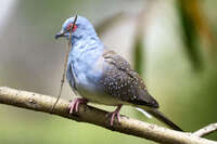 Diamond Dove with Twig 