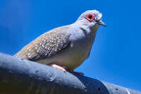 Diamond Dove on a Rail 