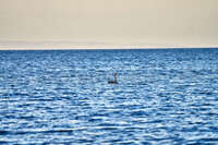 Swan floating on calm waters 