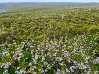 Wildflowers at Flinders Chase 