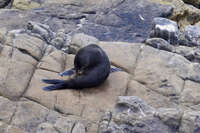 Seal resting on rocky shore 