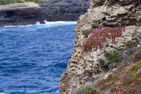 Coastal Cliff with Flowers 