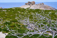 Twisted branches near Remarkable Rocks 