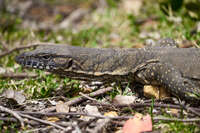 Monitor Lizard in the Wild 