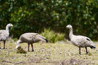 Grazing Birds in Flinders Chase 