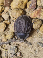 Beetle on Rocky Ground 