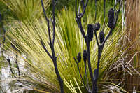 Unique Vegetation in Flinders Chase 