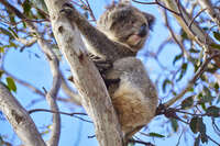 Koala in a Tree 