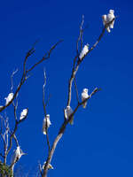 Cockatoos Perched on Tree Branches 