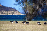 Oystercatchers by the Shore in Kingscote 