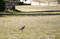 Masked Lapwing in a Field 