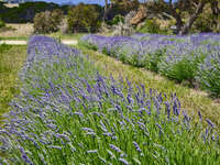 Lavender Fields at Emu Bay 