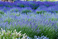 Lavender Field in Emu Bay 