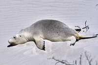 Resting Seal on the Beach 