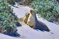 Sea Lions at Seal Bay 