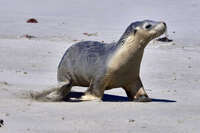 Seal walking on sandy beach 