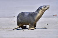 Sea Lion at Seal Bay 