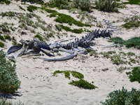 Humpback Whale Skeleton at Seal Bay 