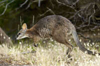 Wallaby in Motion at Seal Bay 