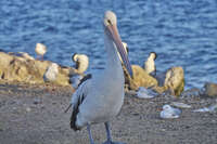 Pelican at Kingscote Shoreline 