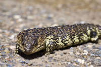 Shingleback Lizard on Gravel Path 