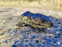 Shingleback Lizard on Rocky Path 