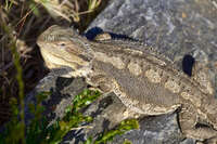 Bearded Dragon in Encounter Bay 