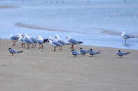 Seagulls and Terns on Mundoo Island Beach 