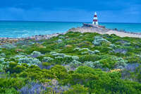 Robe Obelisk and Coastal Vegetation 