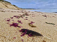 Beach Debris at West Beach 