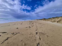 Footprints on West Beach 