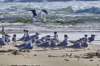 Seabirds on West Beach 