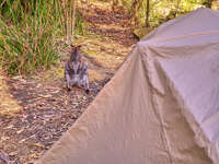 20241003083715_Wallaby_Encounter_at_Campsite