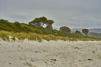 20241004134043_Windswept_Trees_at_Binalong_Bay