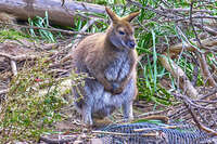 20241005140441_Wallaby_in_Trevallyn